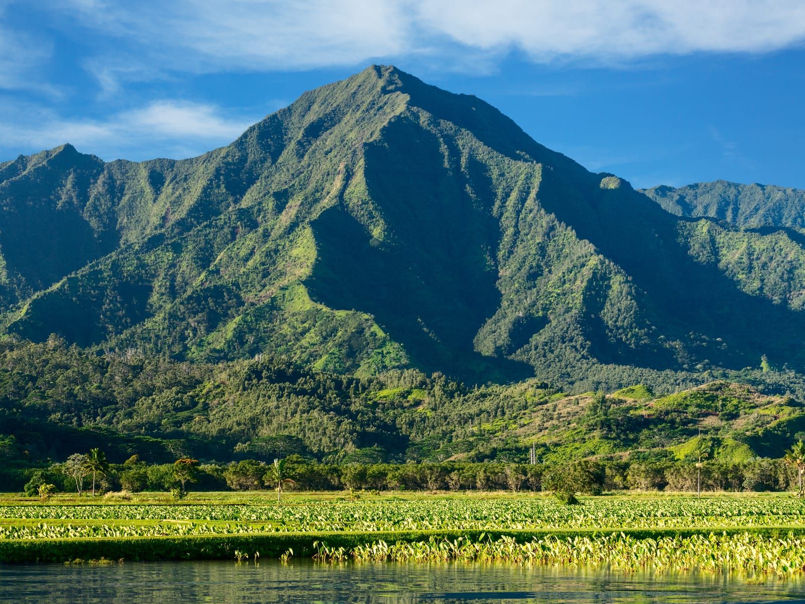 Taro fields in Hanalei Valley, with the mountain reflected in still water