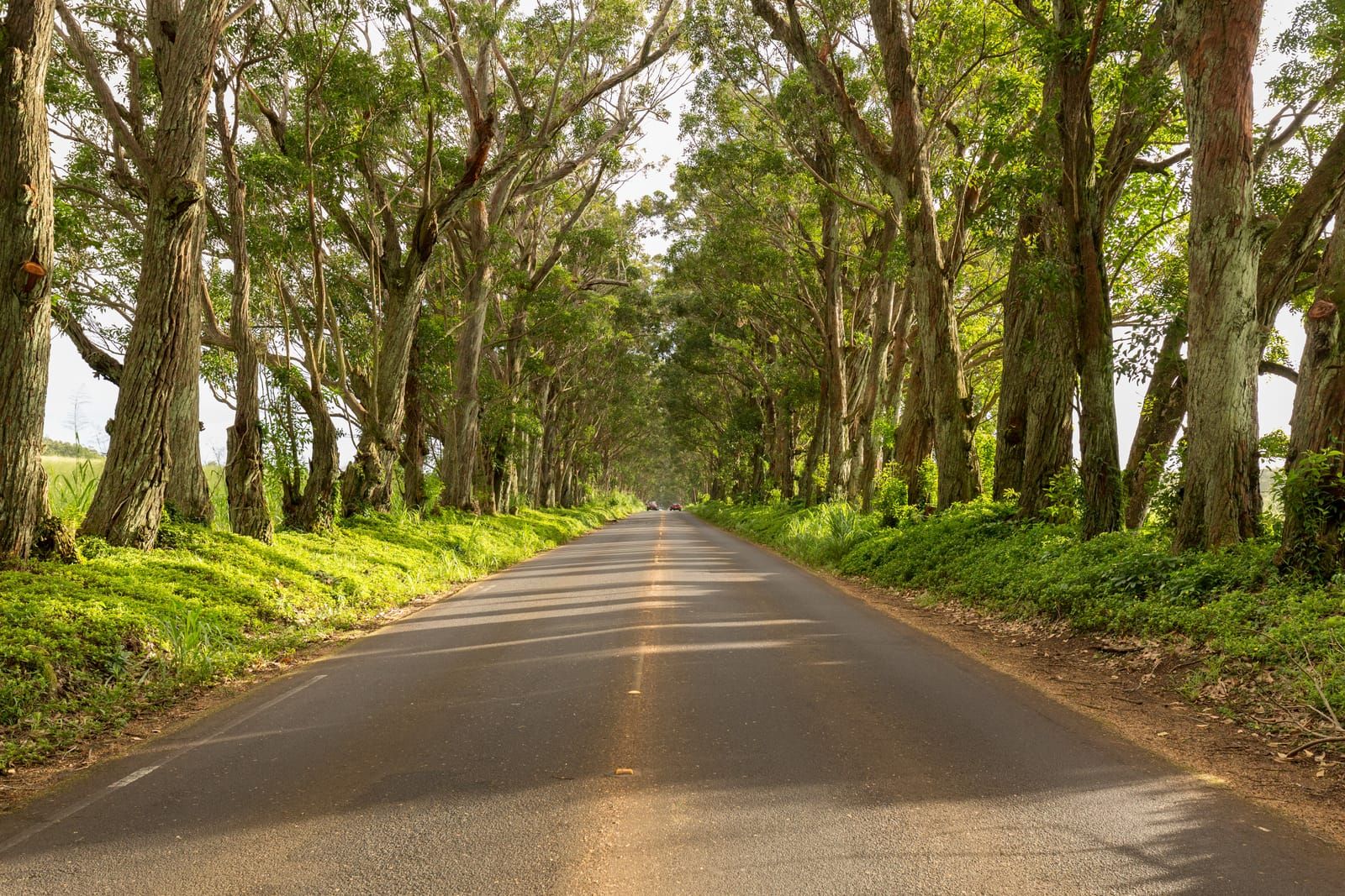 The Tree Tunnel: a road running under an arch of tall eucalyptus trees